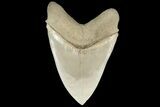 Exceptional Fossil Megalodon Tooth - Aurora, North Carolina #205627-4